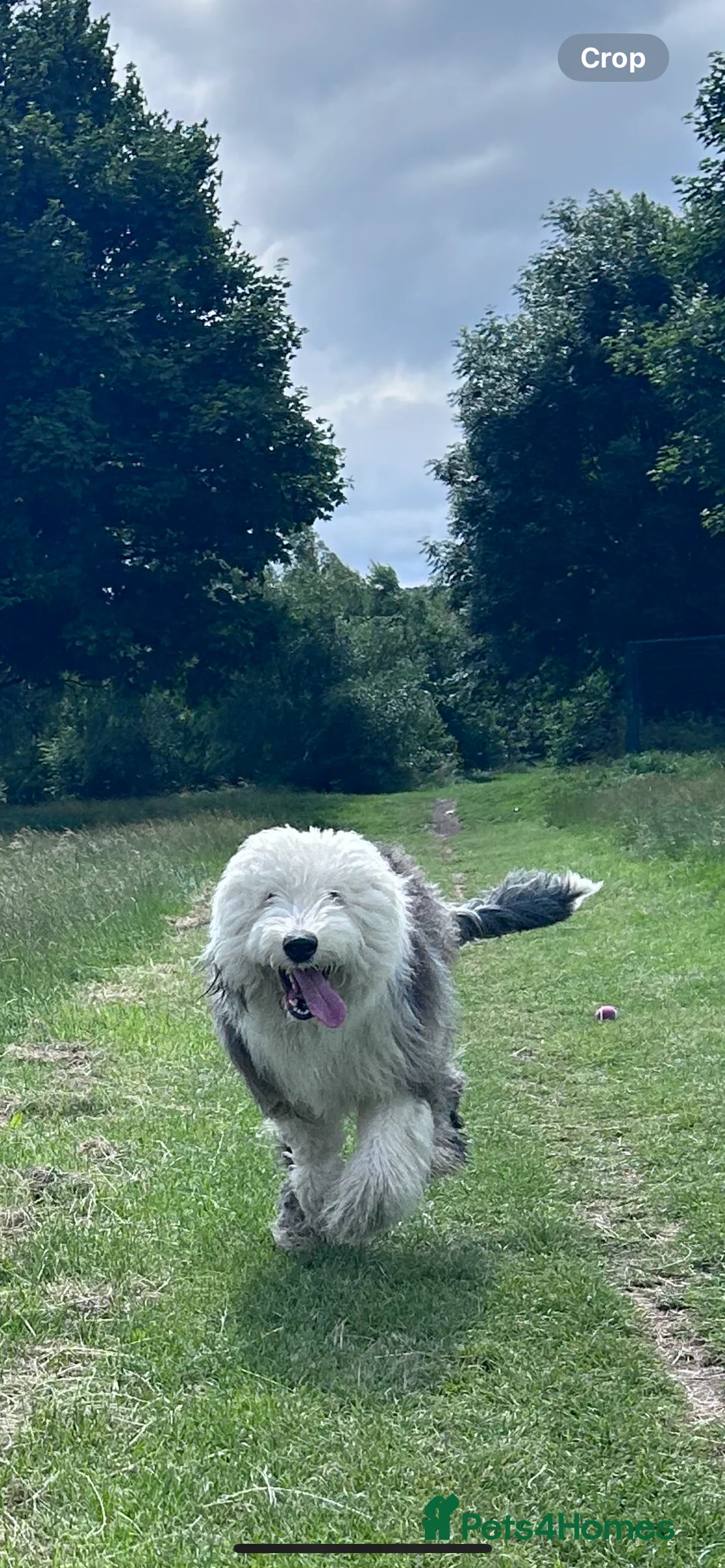 Old English Sheepdog dogs for stud: Proven Old English sheep dog for stud in Middlesbrough - Advert 10