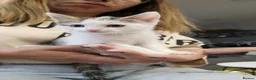 Mixed Breed cats for sale: 3 Adoptable Kittens Looking for a Loving Home - Advert 4