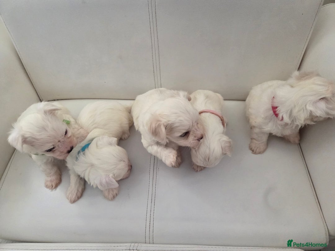 Maltese dogs for sale: Minture Mini Maltese puppies  - Advert 5