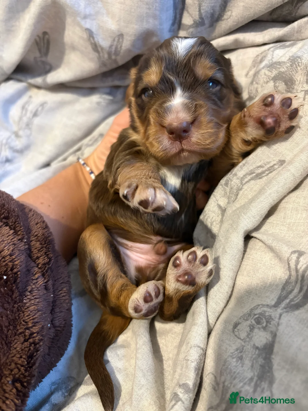 Cocker Spaniel dogs for sale: ✨Heath tested true to type KC show cockers✨ - Advert 13