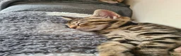 Bengal cats for sale: Kittens x bengal READY TO LEAVE  - Advert 3