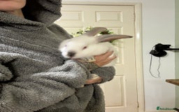 New Zealand rabbits for sale: New Zealand Does and bucks ready to leave now - Image 9