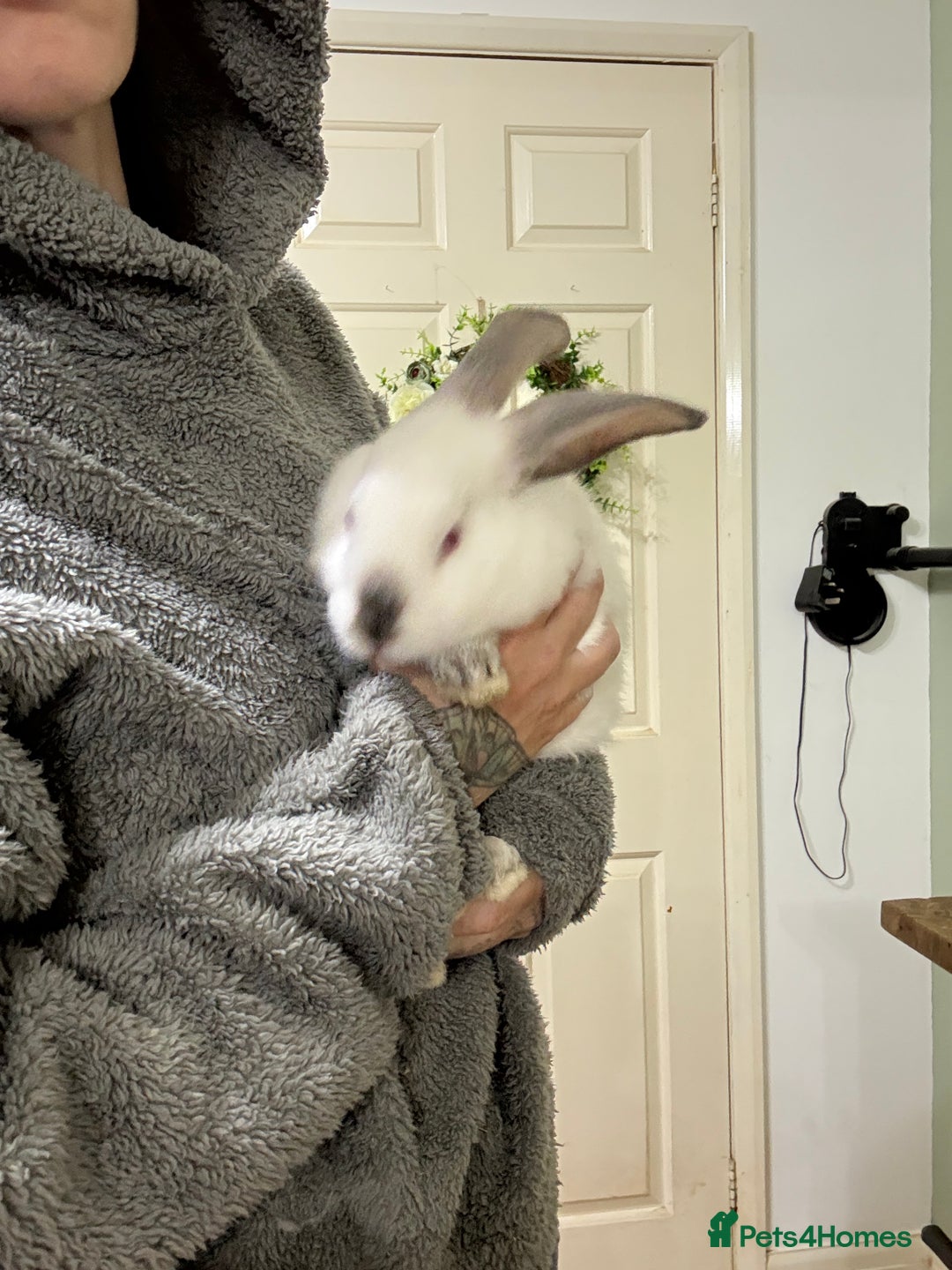 New Zealand rabbits for sale: New Zealand Does and bucks ready to leave now - Image 9