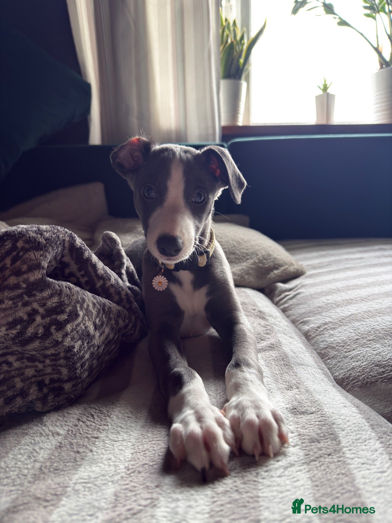 Whippet dogs REDUCED! LAST GIRL!  Health checked - Advert 1