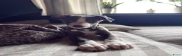 Whippet dogs for sale: REDUCED! LAST GIRL!  Health checked - Advert 1