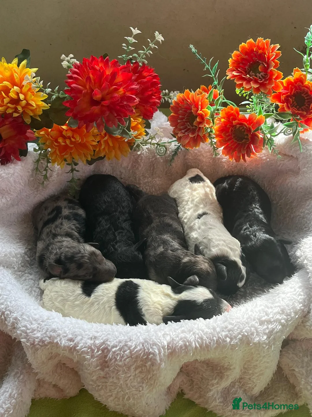 Miniature Poodle dogs for stud: KC Reg Miniature Parti Poodle - Advert 10