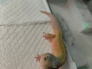 Leopard Gecko reptiles Boy blizzard morph comes with vivarium setup - Advert 1