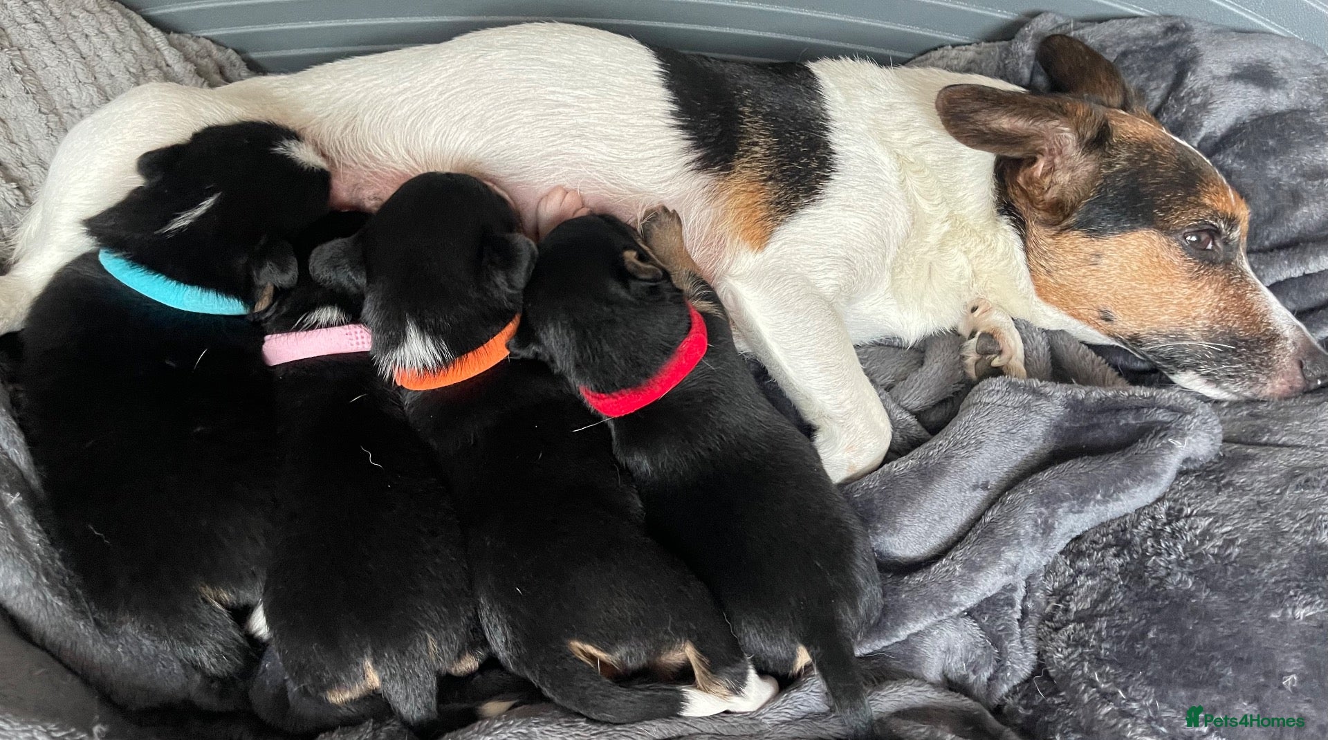 Mixed Breed dogs 3 male pomchi jacks - Advert 2