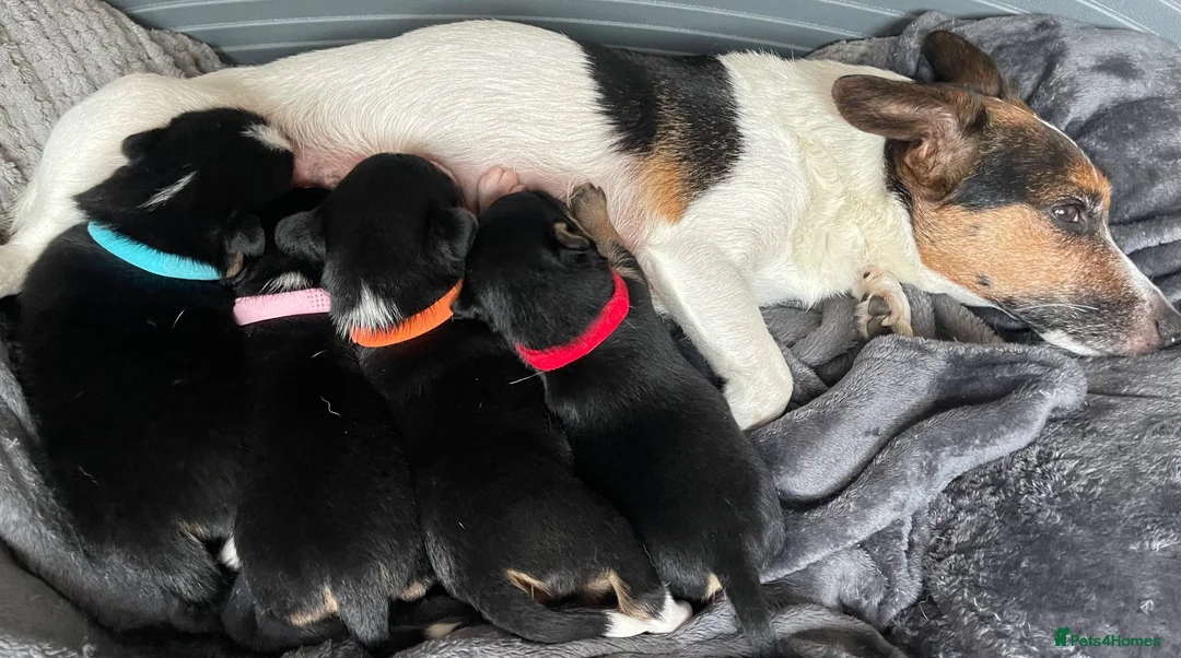 Mixed Breed dogs for sale: 3 male pomchi jacks in Preston - Advert 2