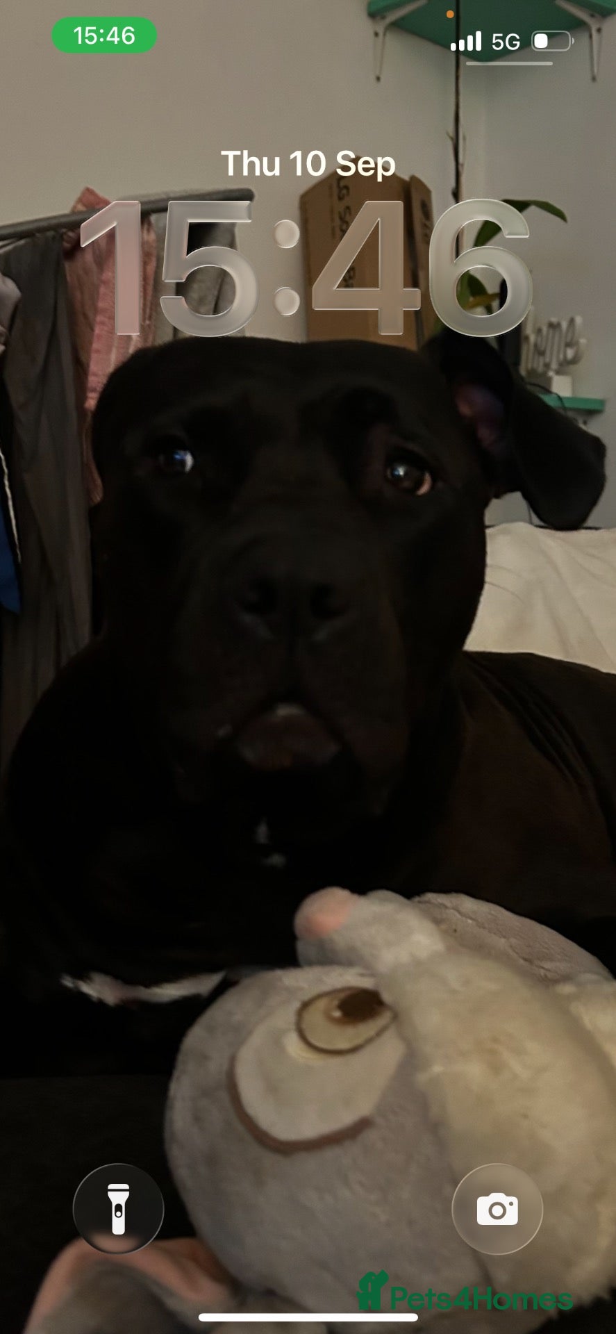 Mixed Breed dogs Beautiful Cane Corso Puppy  - Advert 2