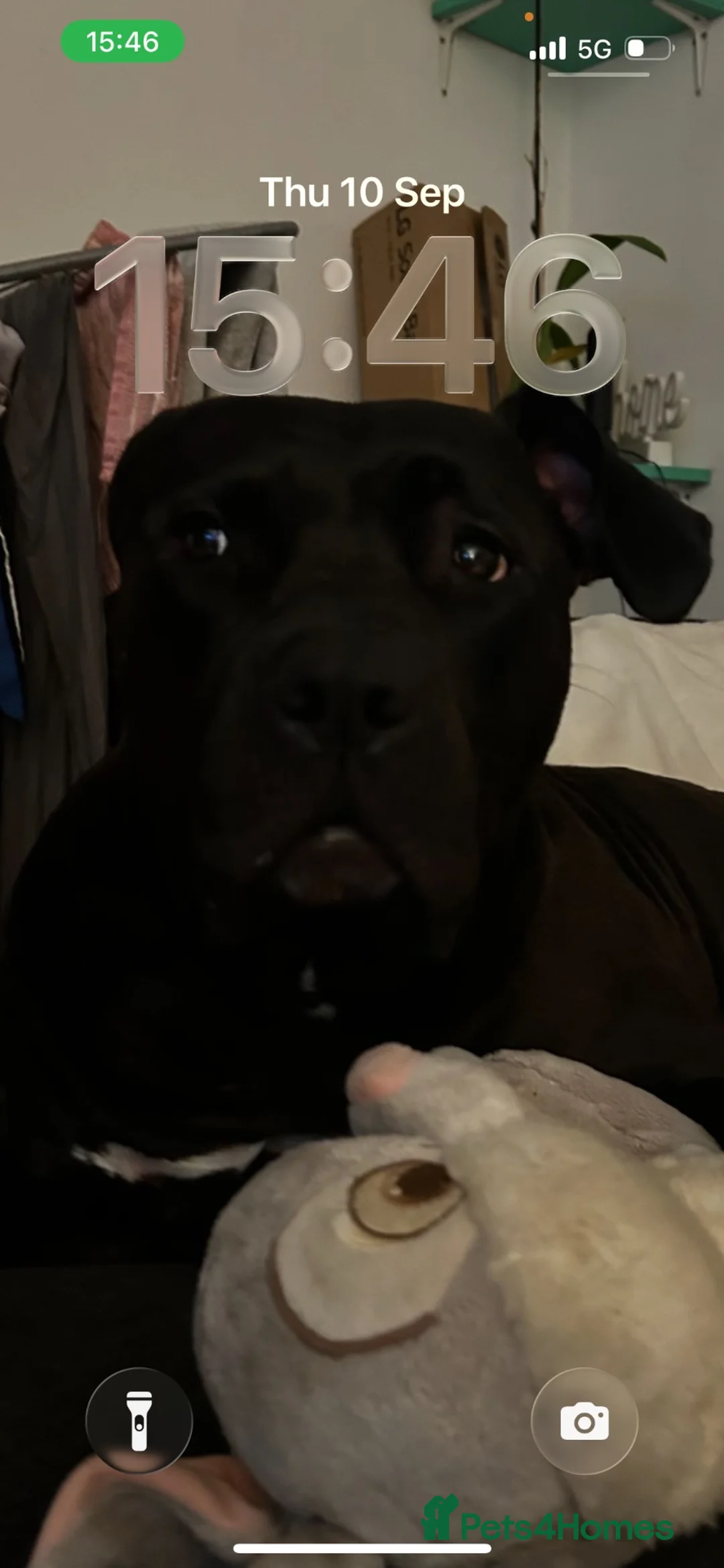 Mixed Breed dogs for sale: Beautiful Cane Corso Puppy  in London - Advert 1