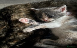 Domestic Shorthair cats for sale: Beautiful shorthair mixed colour kittens  - Image 23