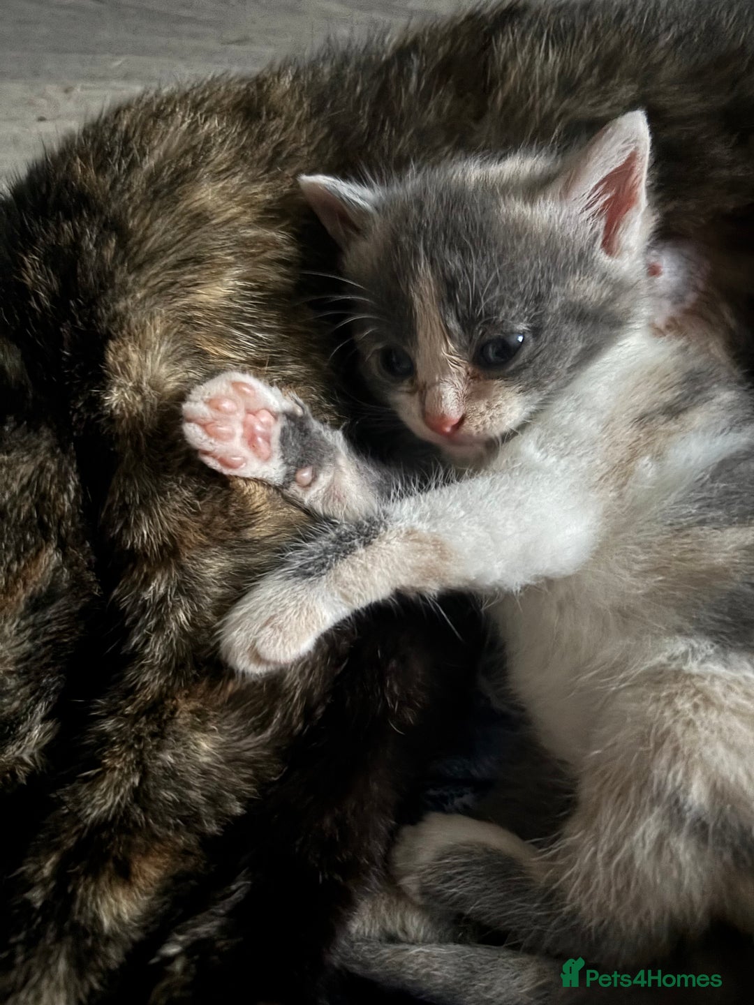 Domestic Shorthair cats for sale: Beautiful shorthair mixed colour kittens  - Image 23