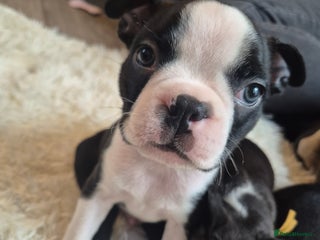 Boston Terrier dogs SUPERB KC boston pups. Ready to go to new homes - Advert 4
