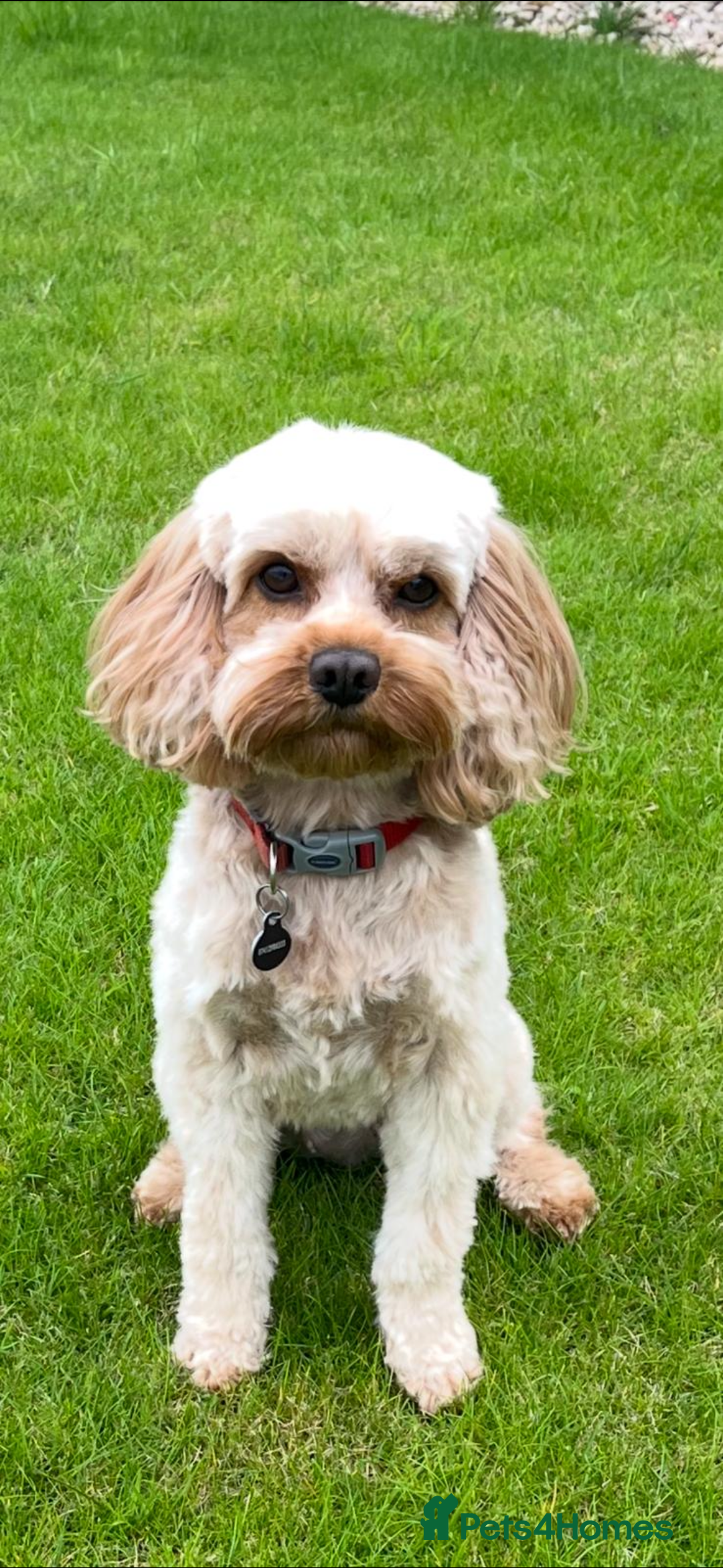 Cavapoo dogs for sale: Cavapoo pup for sale - Image 7