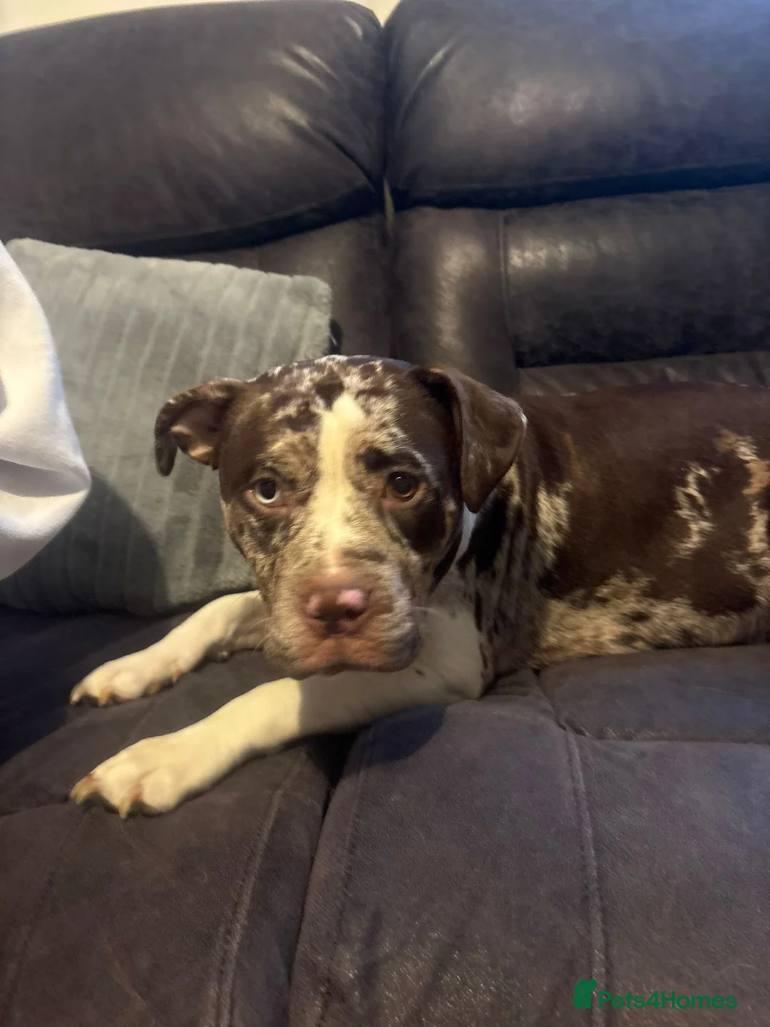 Mixed Breed dogs for sale: Beautiful American bully x staff pups.  - Advert 16