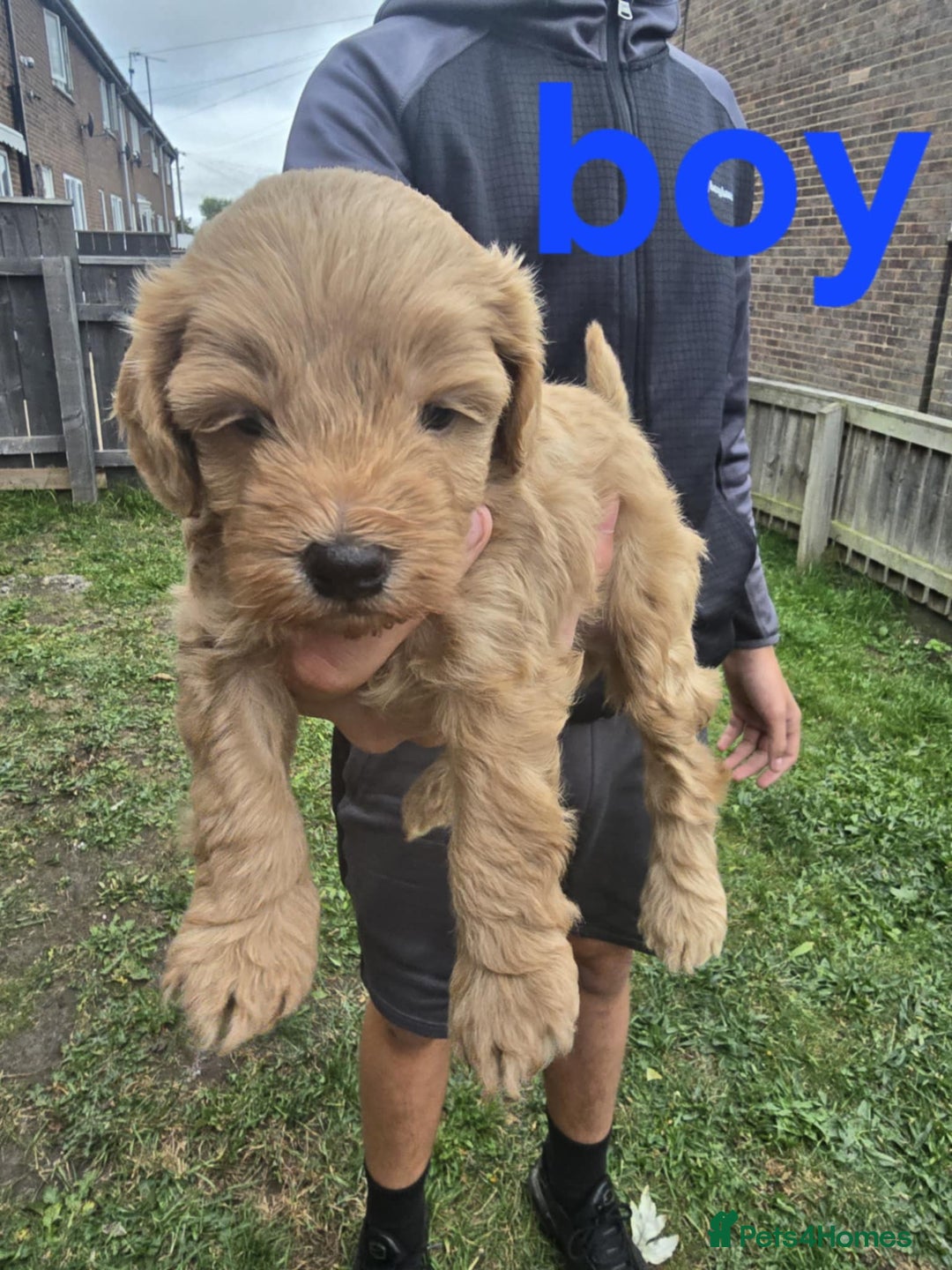 Cockapoo dogs for sale: Puppies  - Image 4