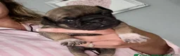 Pug dogs for sale: Fawn pug puppies Ready for new homes in 2 weeks  - Advert 34