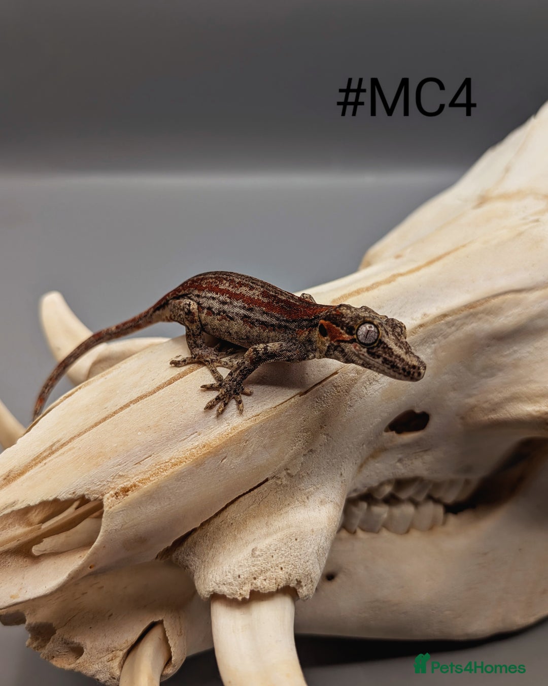 Gecko reptiles for sale: Red & Orange Stripe Gargoyle Gecko CB24  - Image 5