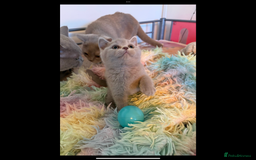 British Shorthair cats for sale: British Shorthair kittens - Image 12