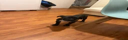 Presa Canario dogs for sale: Presa canario puppy in Birmingham - Advert 4