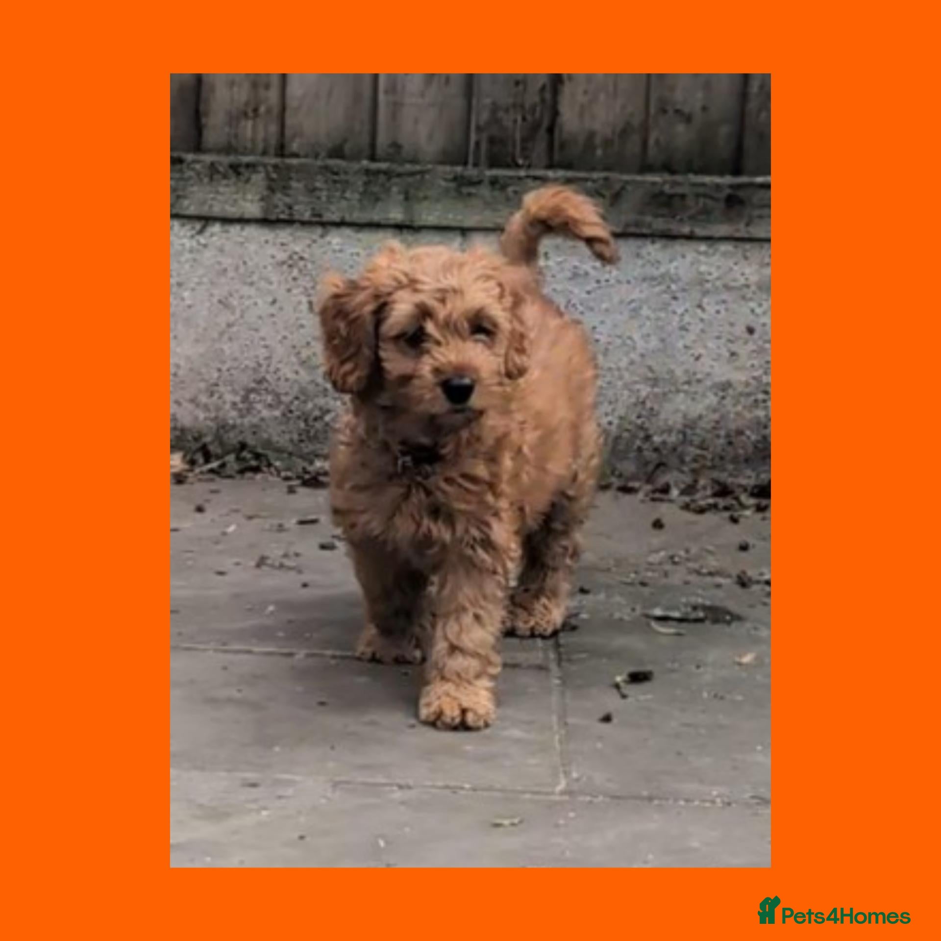 Cockapoo dogs for sale: LAST GIRL LEFT 1 x Red Cockapoo Girl For Sale - Advert 2