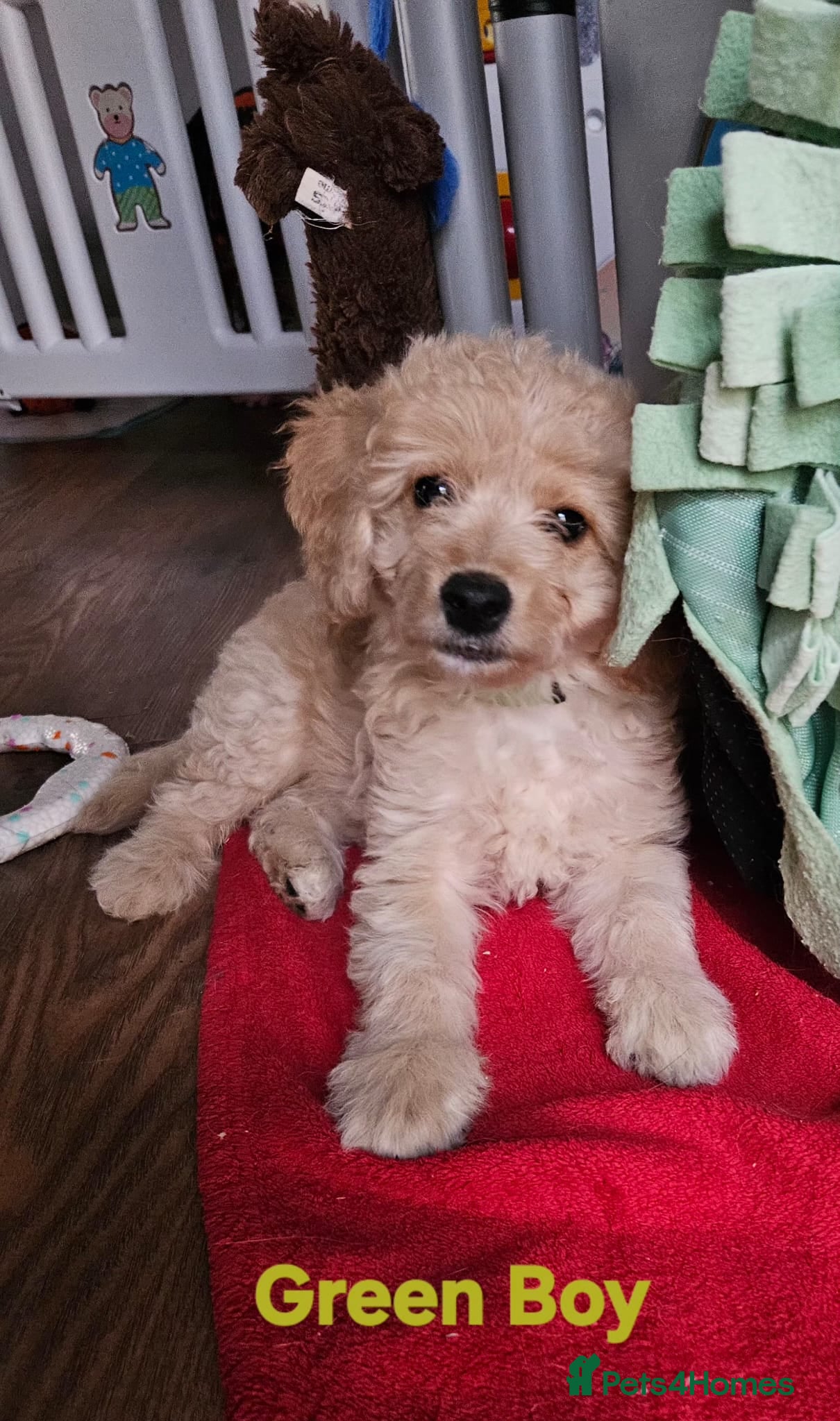 Mini Goldendoodle dogs READY NOW  Goldendoodle Puppies F1B  - Advert 1