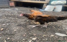 Chickens poultry for sale: 2 Aseel chicks and 2 Easteregger cockerel for sale - Advert 9