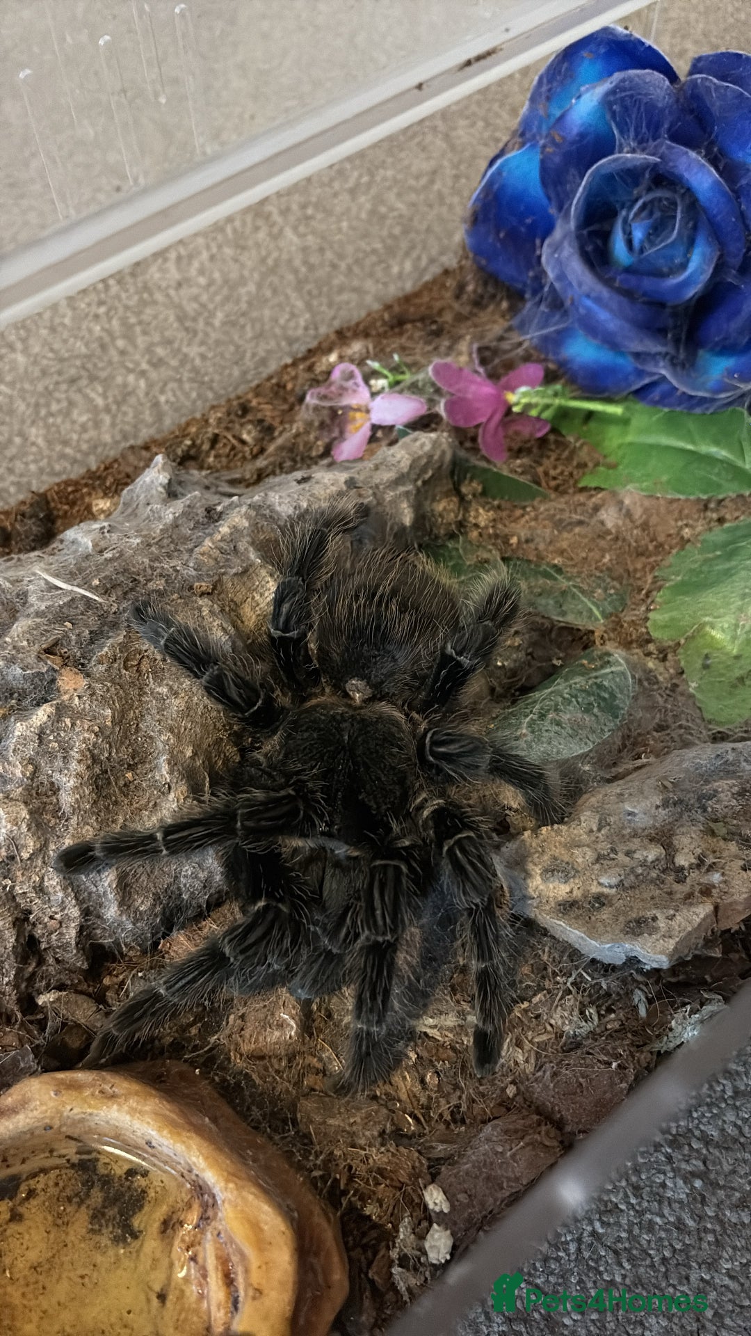 Tarantulas invertebrates for sale: 2 AF Tarantulas Tripepii and Difficilis  - Advert 1