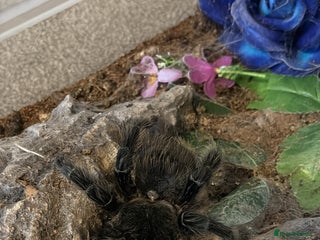 Tarantulas invertebrates 2 AF Tarantulas Tripepii and Difficilis - Advert 1