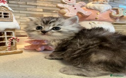Maine Coon cats for sale: 3/4 Maine coon kittens - Image 1