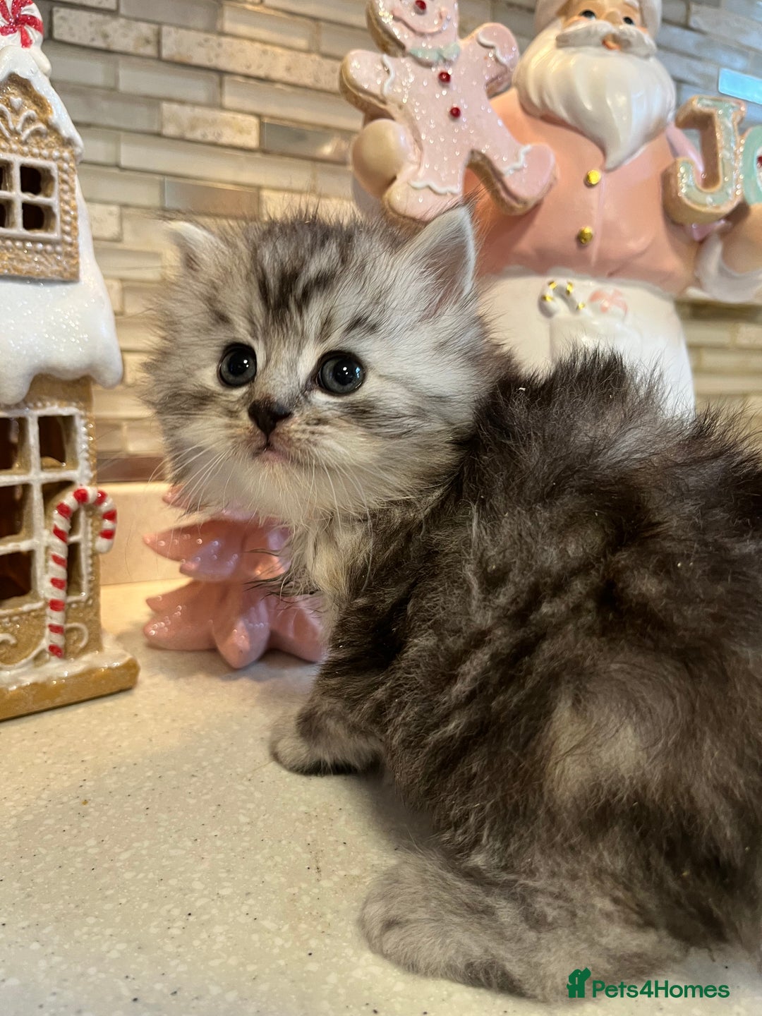 Maine Coon cats for sale: 3/4 Maine coon kittens - Image 1