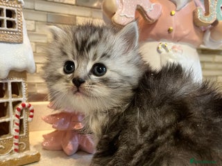 Maine Coon cats 3/4 Maine coon kittens - Advert 5