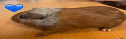 Guinea Pig rodents for sale: Guinea Pigs - Mixed Litter Young Males & Female - Advert 3