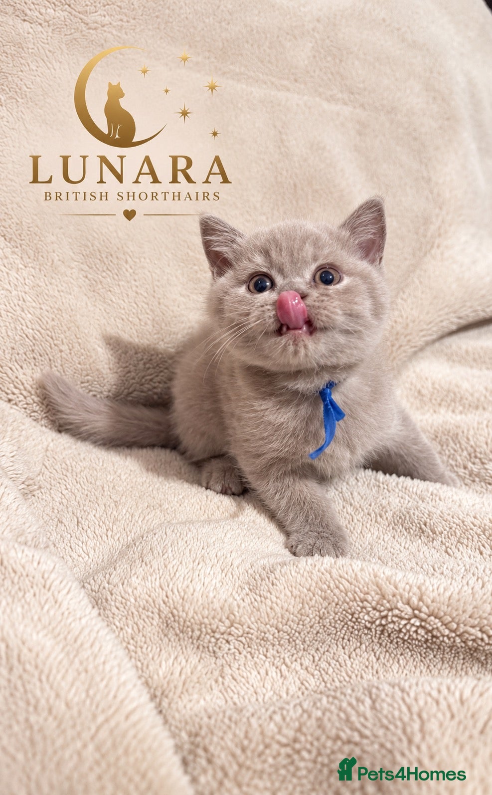 British Shorthair cats for sale: Supreme Champion Line British Shorthair Kittens - Advert 1