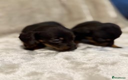 Miniature Dachshund dogs for sale: 🐾 Stunning Miniature Dachshund Puppies - Image 9