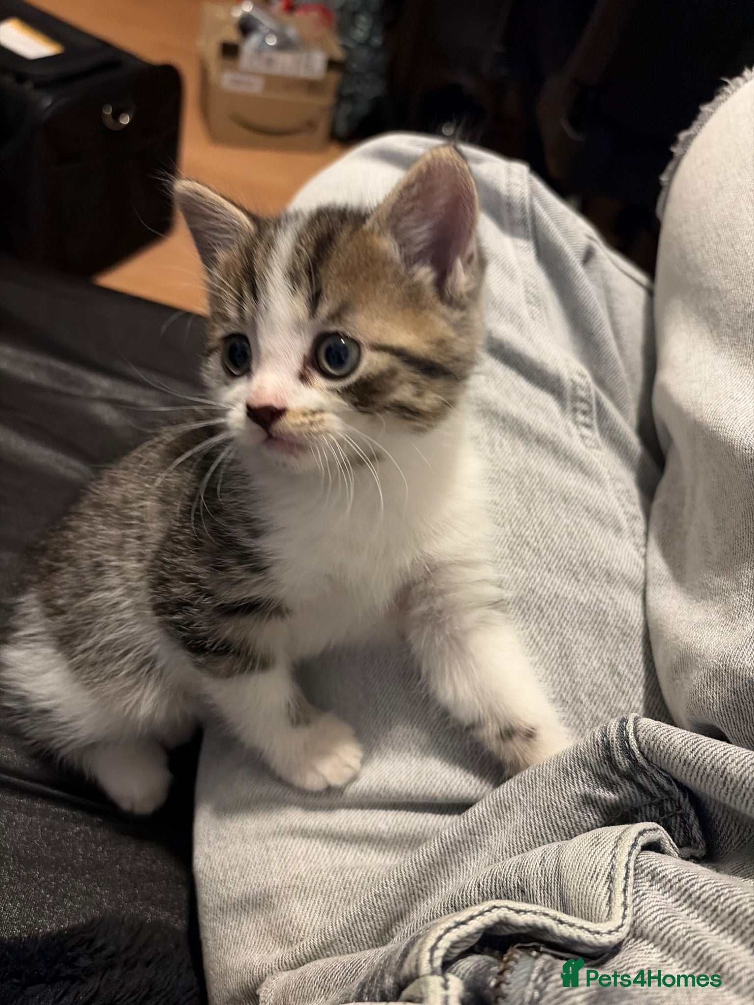 Mixed Breed cats for sale: Cute tabby cat  - Advert 1