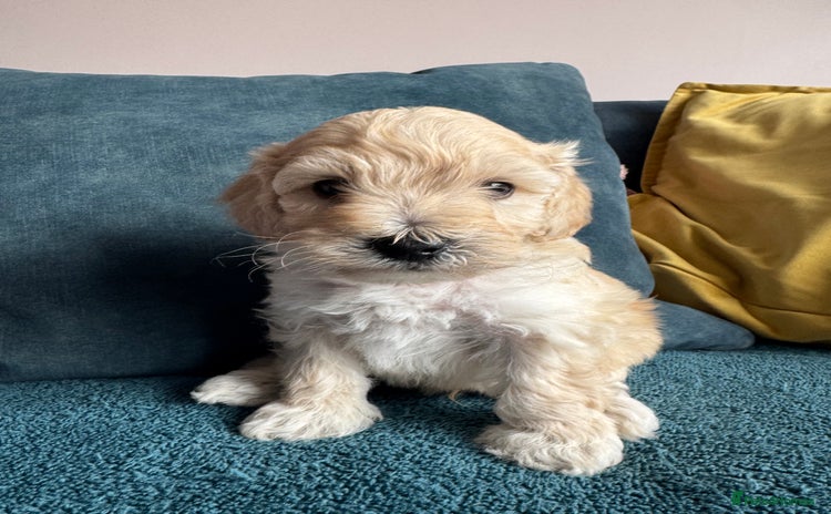 Cockapoo dogs - Advert 15