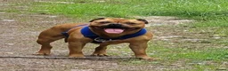 Staffordshire Bull Terrier dogs for sale: 🐾 Beautiful Brindle Staffordshire Terrier Boy  - Advert 16