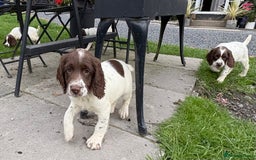 English Springer Spaniel dogs for sale: GAMEKEEPER BRED SPRINGER SPANIEL PUPS - Image 22