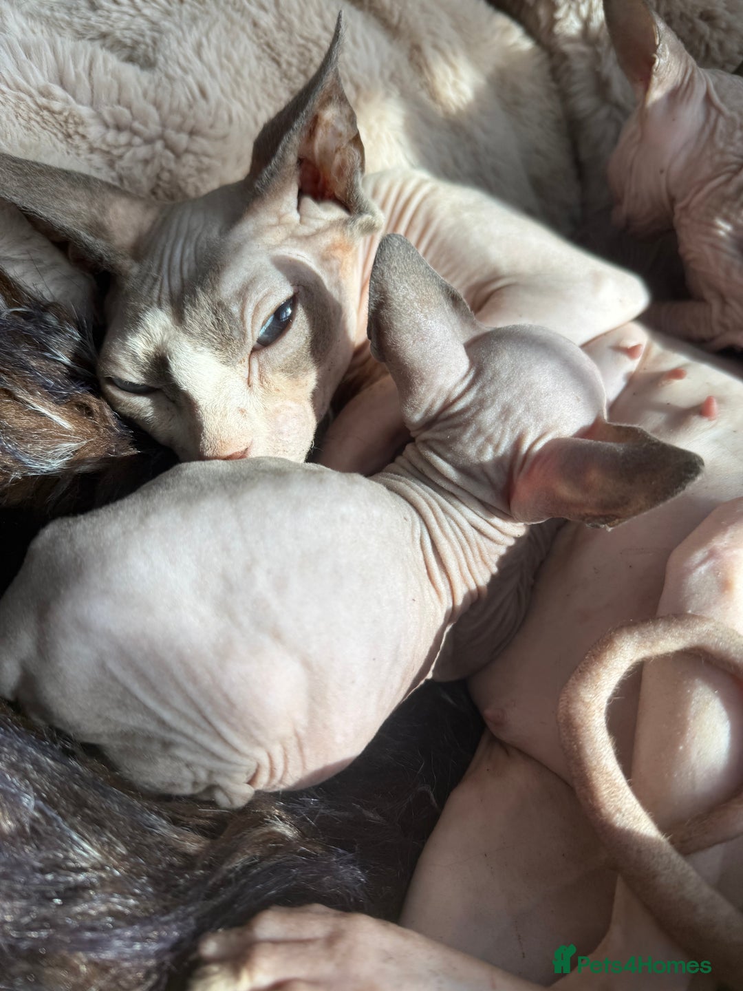 Sphynx cats for sale: Amazing kitten looking for family ❤️❤️❤️ - Image 12