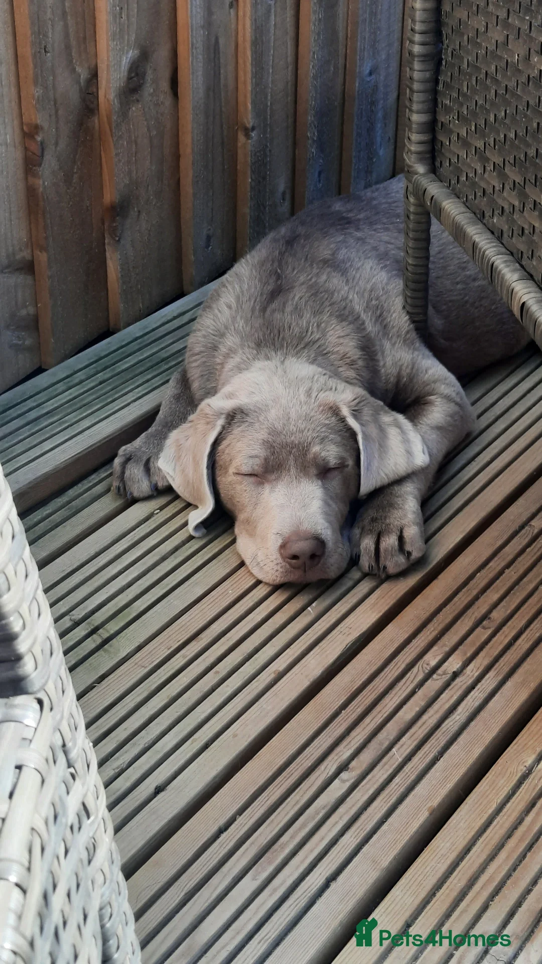 Labrador Retriever dogs for stud: Stud only, stunning silver labrador  - Advert 6