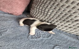 Jack Russell dogs for sale: Jack russell puppies - Image 7
