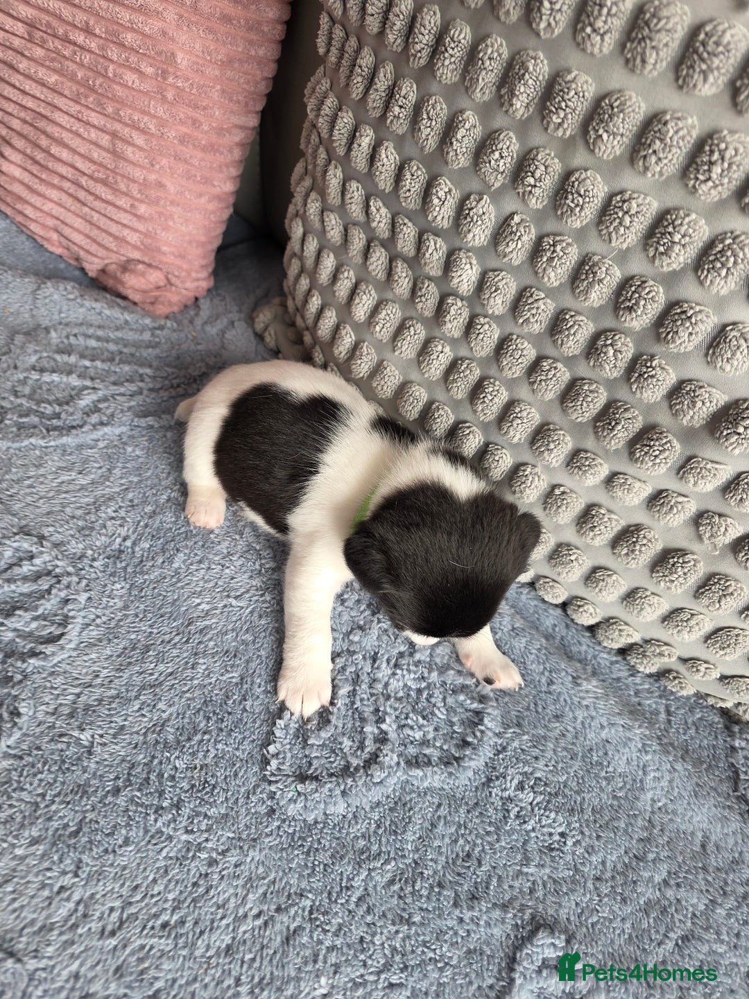 Jack Russell dogs for sale: Jack russell puppies - Image 7