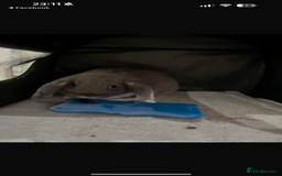 English Lop rabbits for sale: 2 female Beautiful rabbits for sale mini lops - Image 5