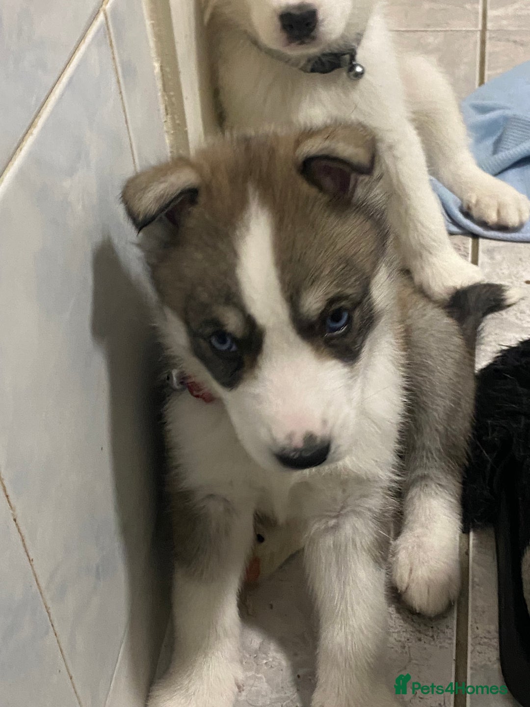 Siberian Husky dogs for sale: Magnificent Pure Siberia Husky Puppies  - Advert 6
