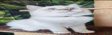 Ragdoll 3