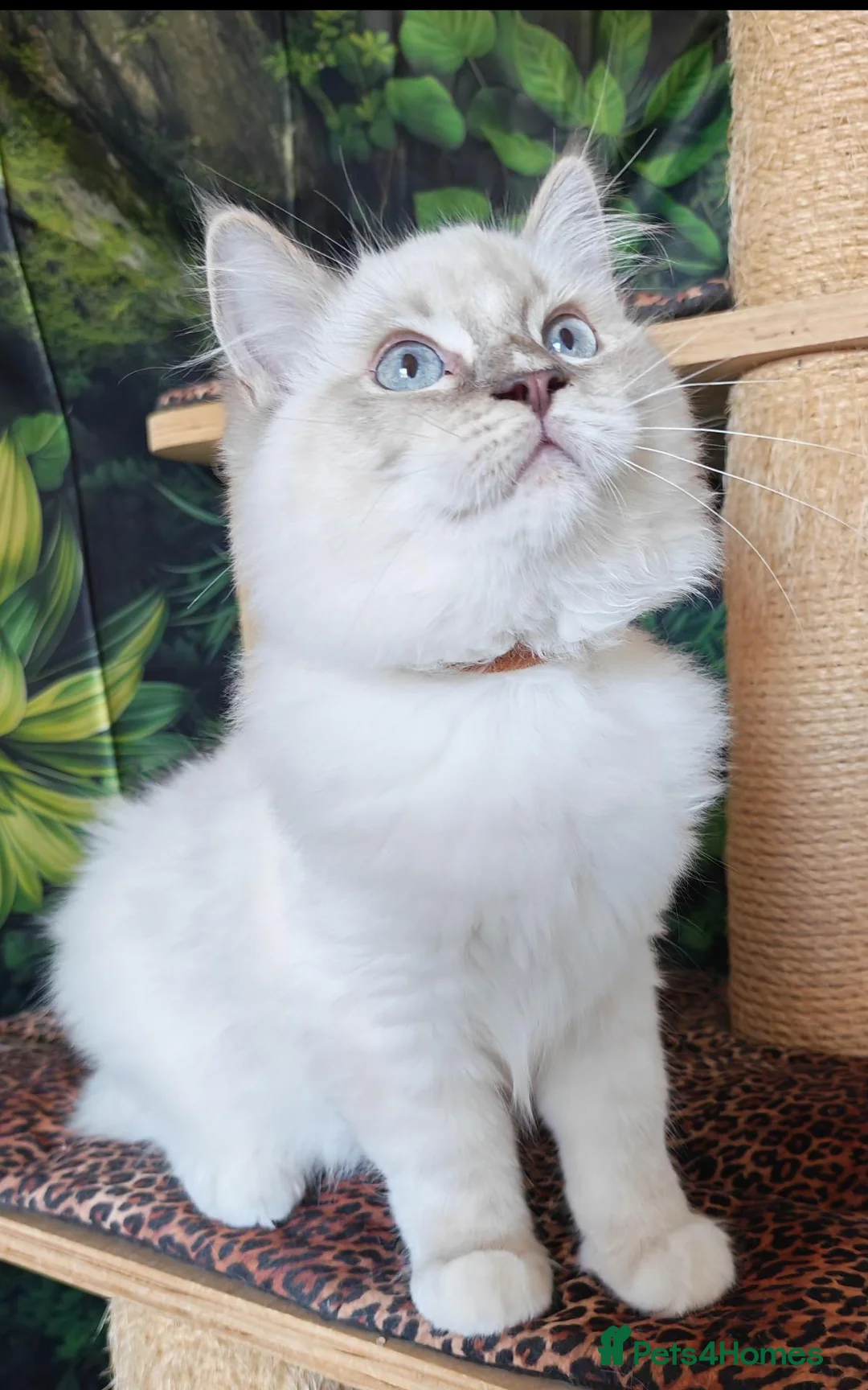 Ragdoll cats for sale: GCCF REGISTERED RAGDOLL BOYS  - Advert 17