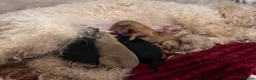 Toy Poodle dogs for sale: Beautiful toy poodle puppy’s  in Stafford - Advert 8