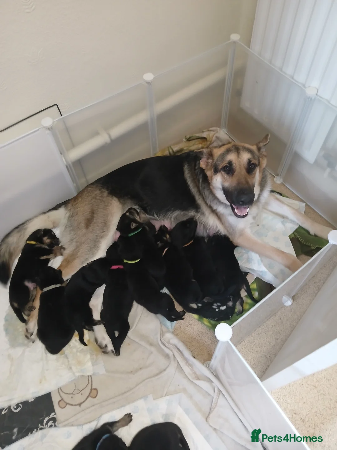 German Shepherd dogs for sale: German shepards  - Advert 1